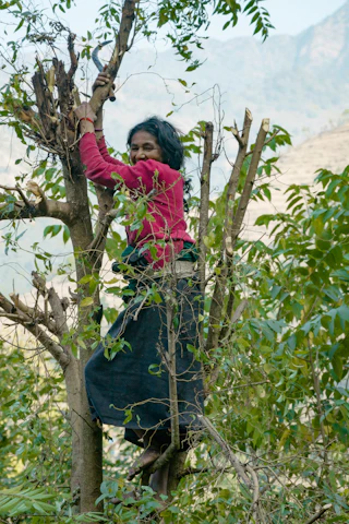 A woman harvesting in a green hillside orchard in Nepal