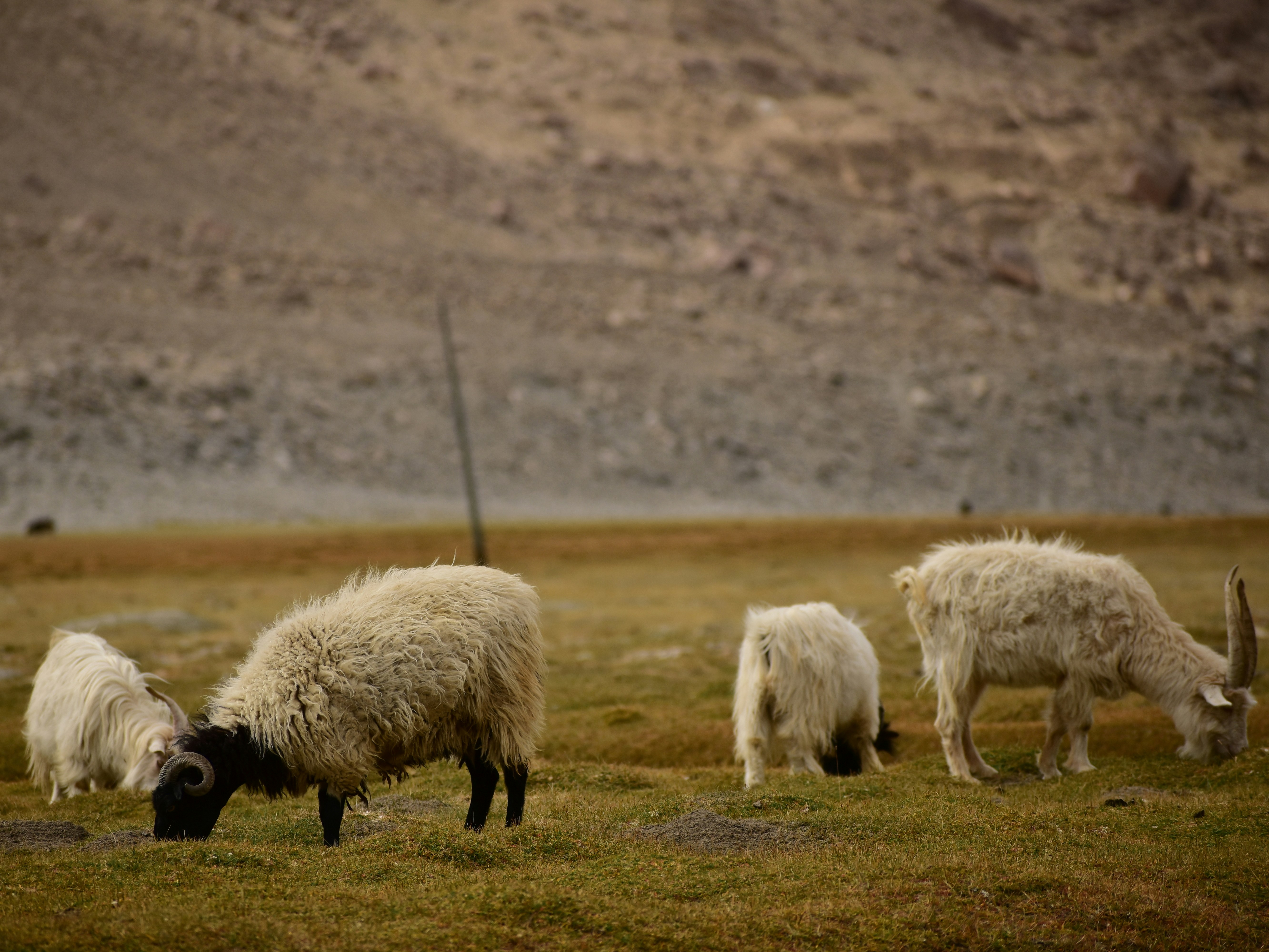 a herd of sheep grazing on a lush green field