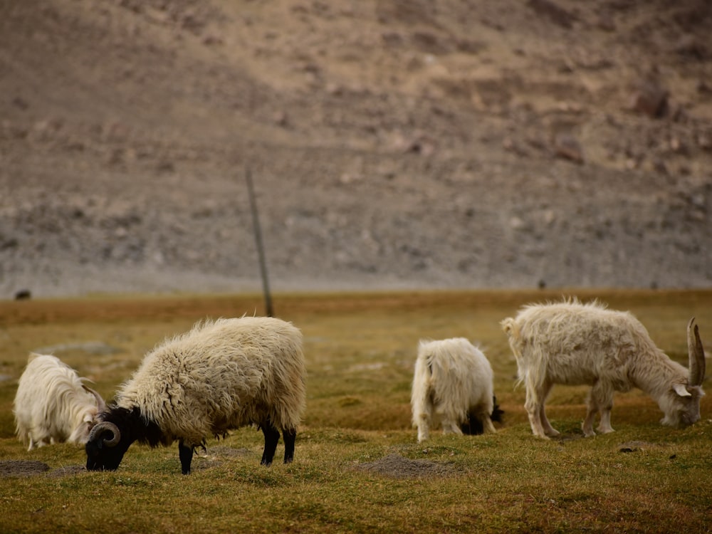 a herd of sheep grazing on a lush green field