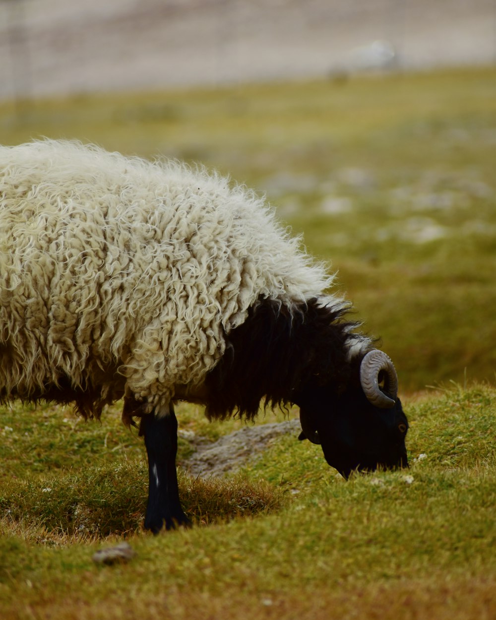 a black and white sheep grazing in a field