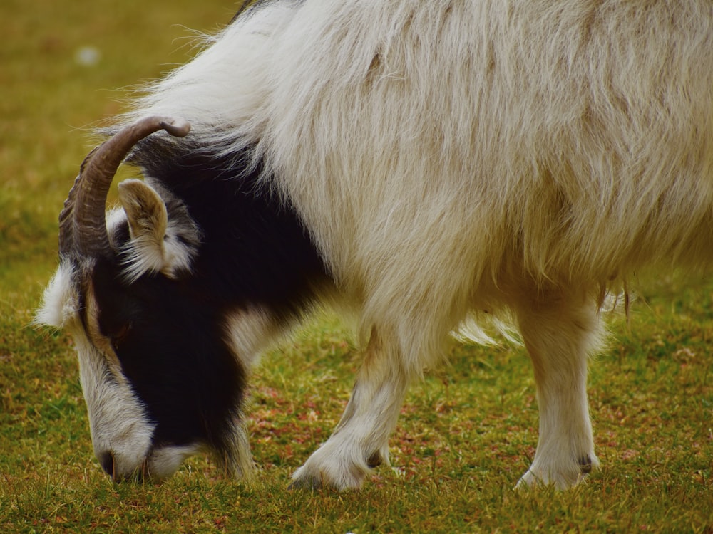 a goat with long horns grazing on grass