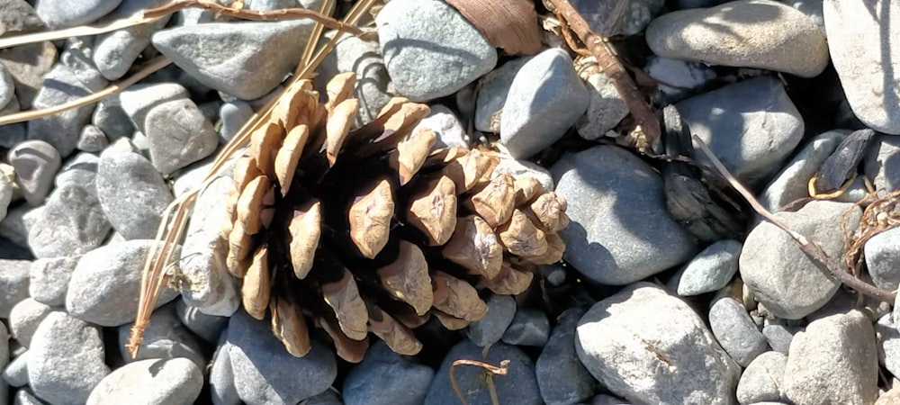 a pine cone sitting on top of a pile of rocks
