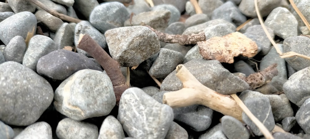 a pile of rocks with a plant growing out of it