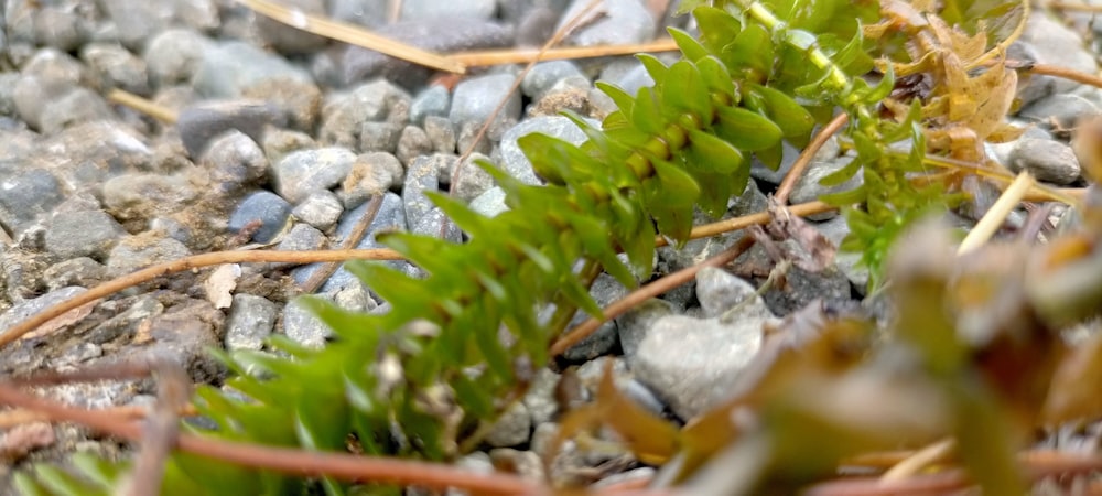 a close up of a plant on a rocky ground
