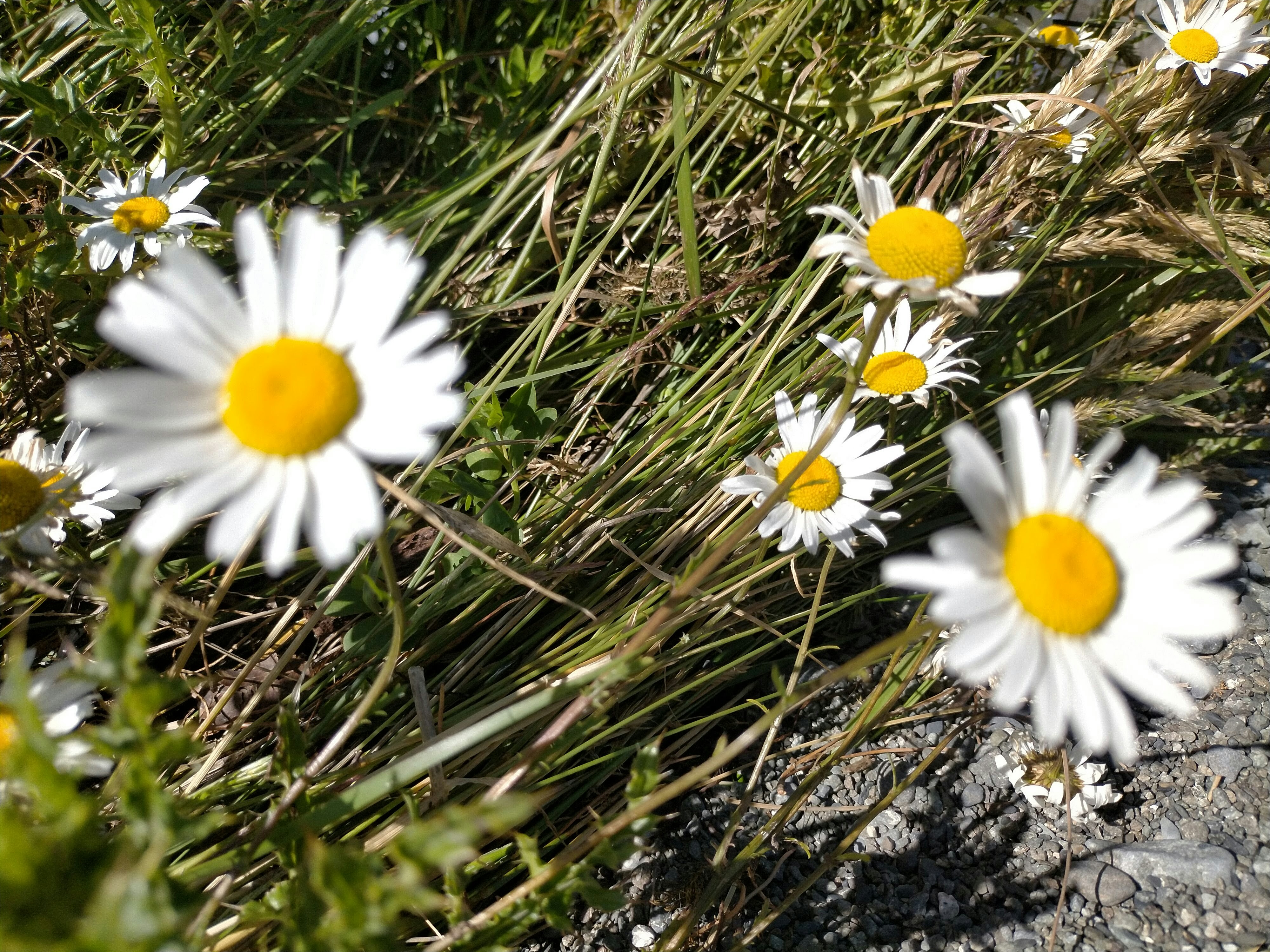 A bunch of daisies are growing in the grass photo Free Daisy Image on