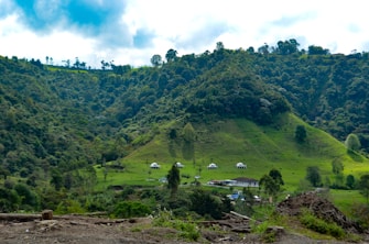 a lush green hillside covered in lots of trees