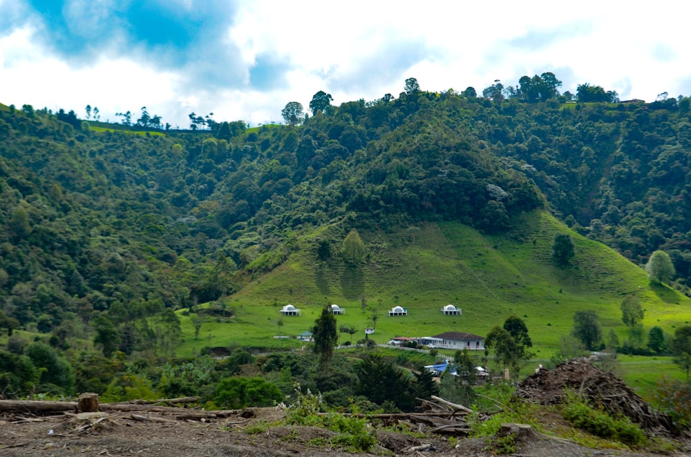 a lush green hillside covered in lots of trees