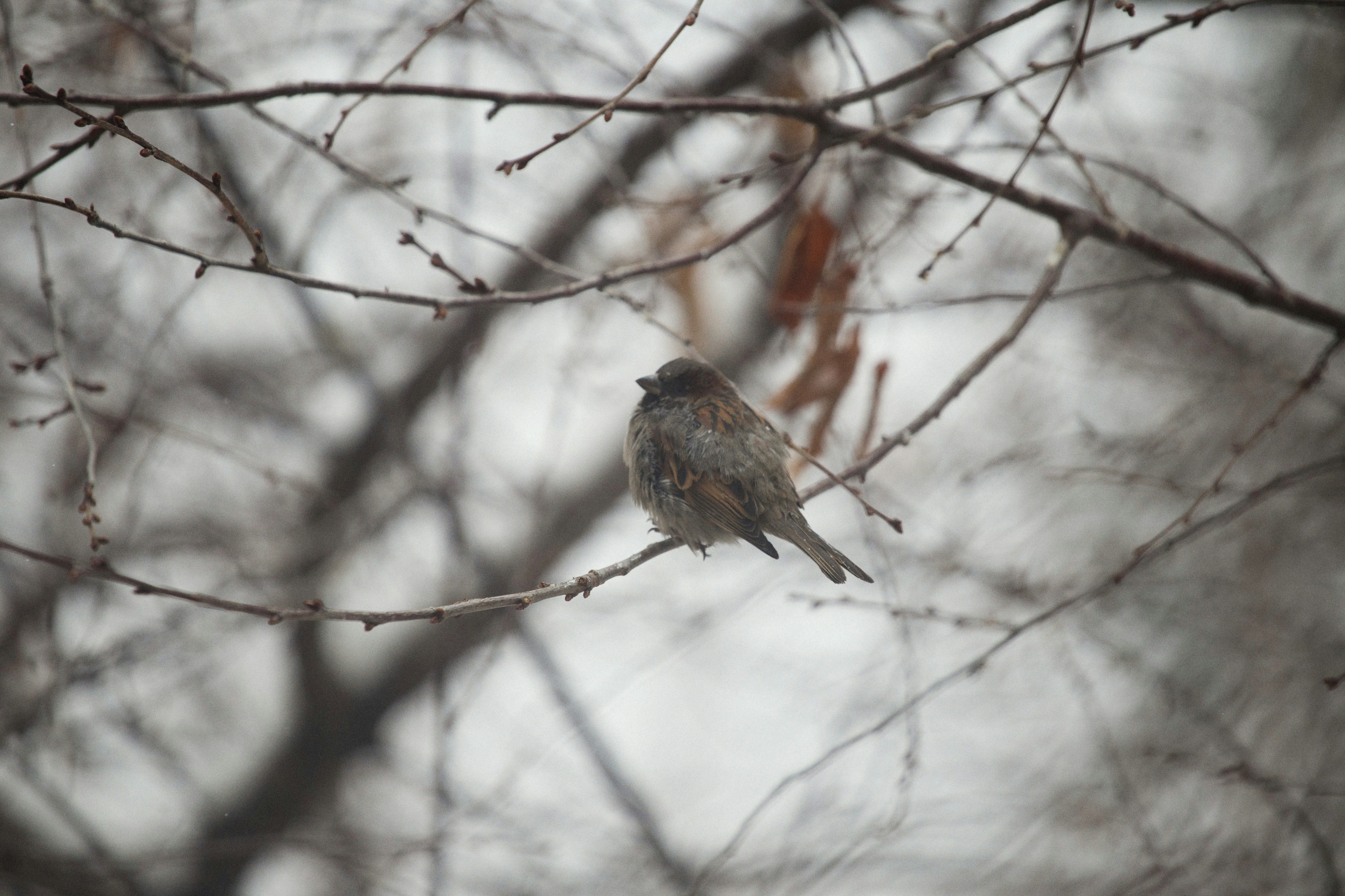 Photo by alexeydemidov