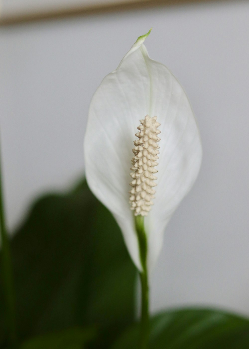 a close up of a white flower with green leaves