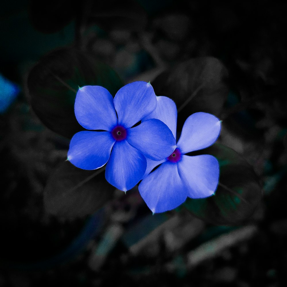 two blue flowers with green leaves in the background
