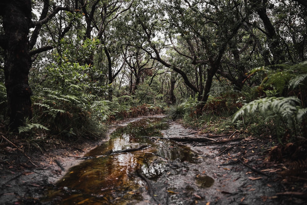 a stream running through a forest filled with trees