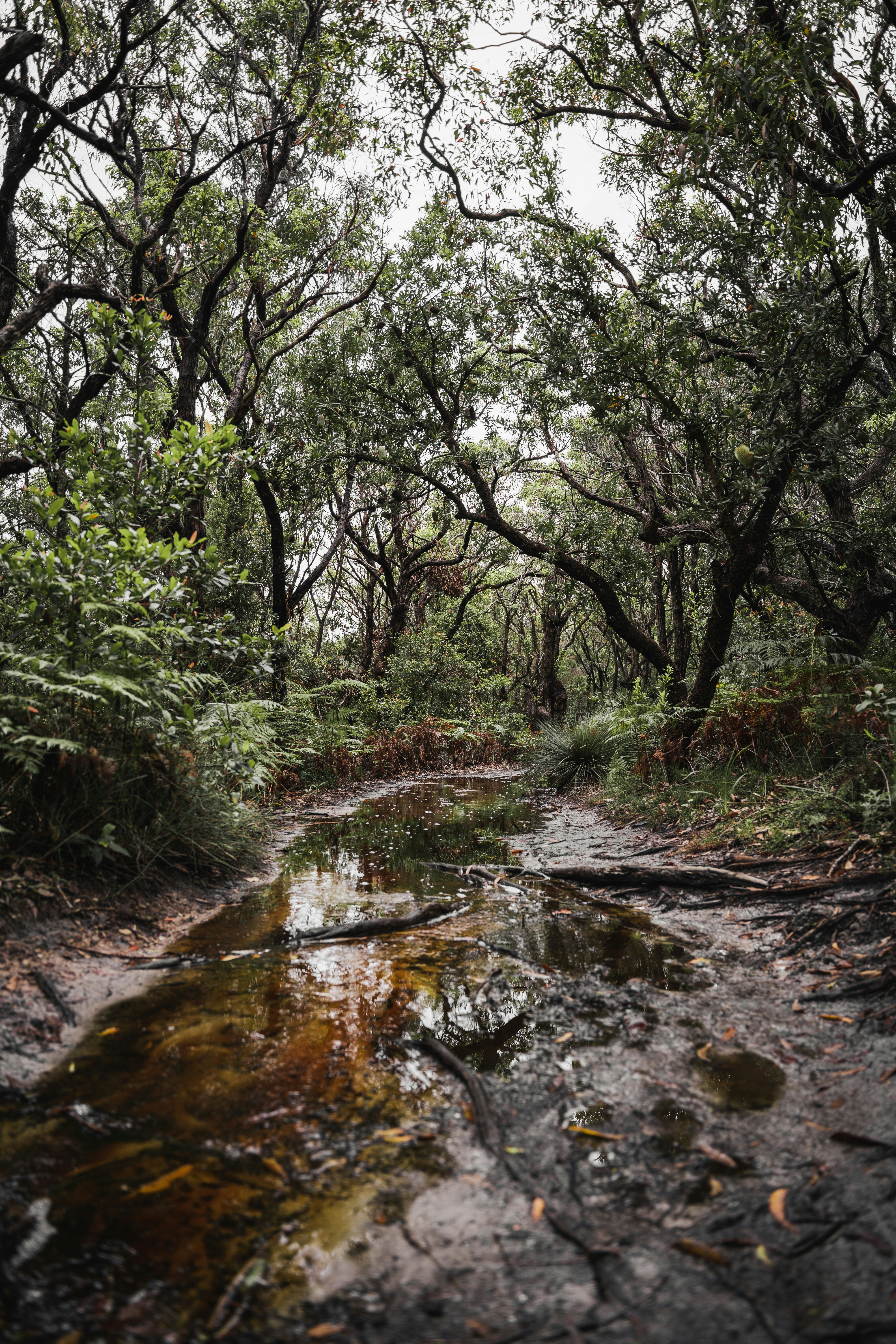 un ruisseau traversant une forêt remplie d’arbres