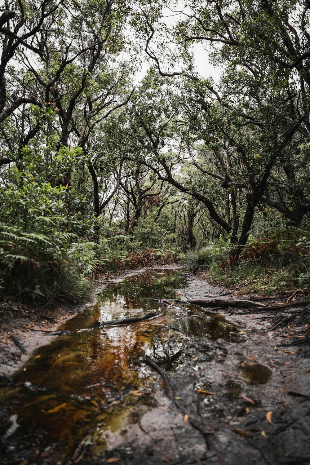 a stream running through a forest filled with trees