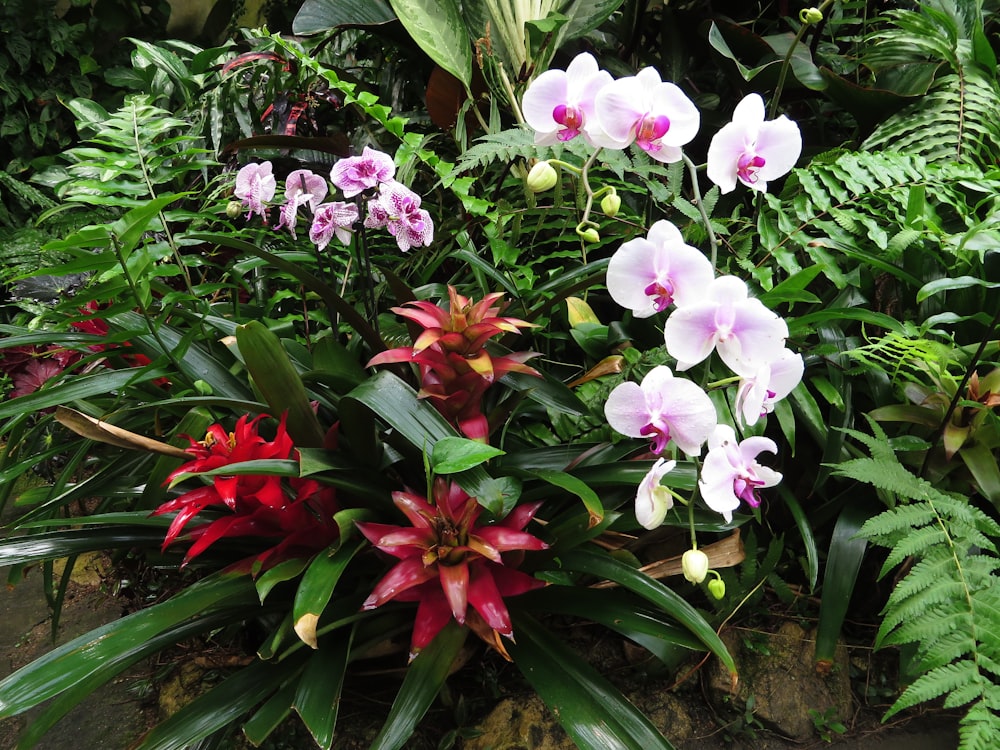 a garden filled with lots of different types of flowers