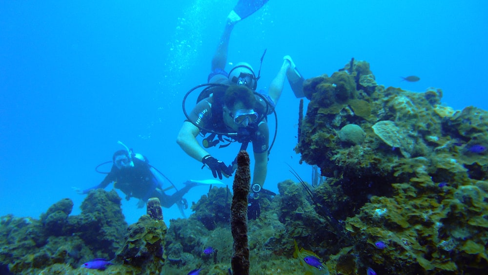 a group of people diving in the ocean