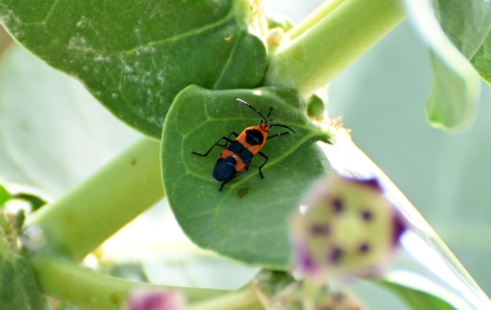 a bug that is sitting on a leaf