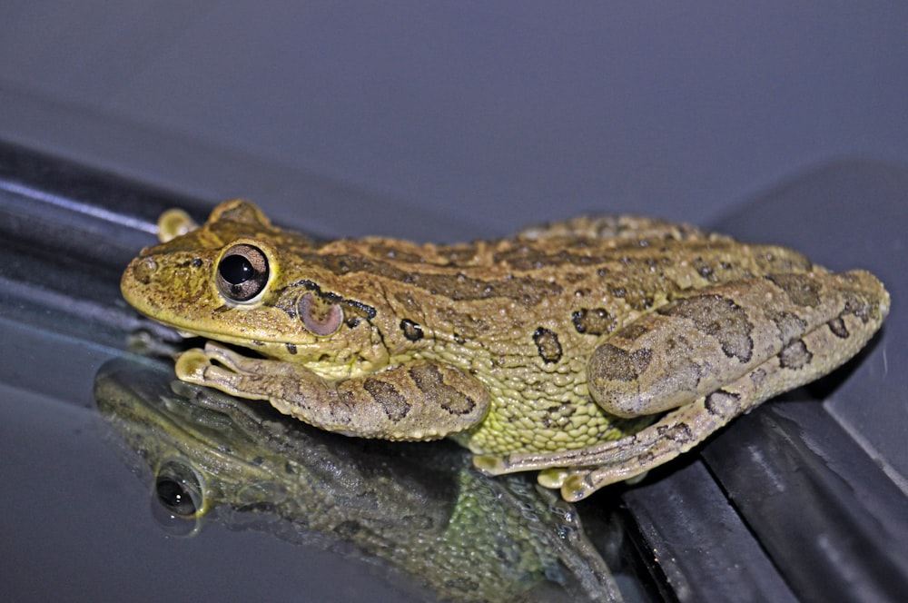 um close up de um sapo em uma superfície de vidro