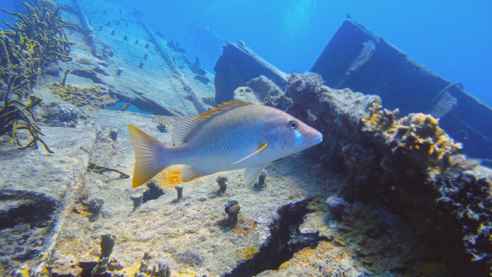 a fish that is sitting on the ground