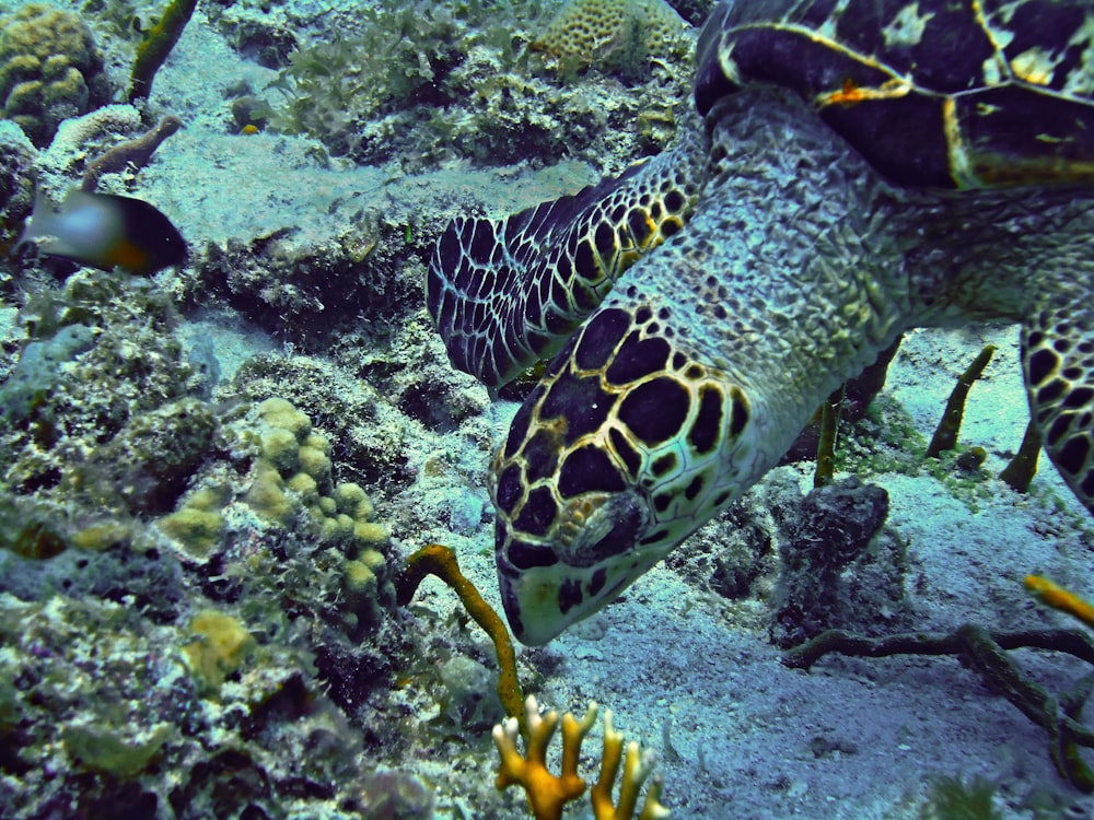 a couple of sea turtles swimming over a coral reef