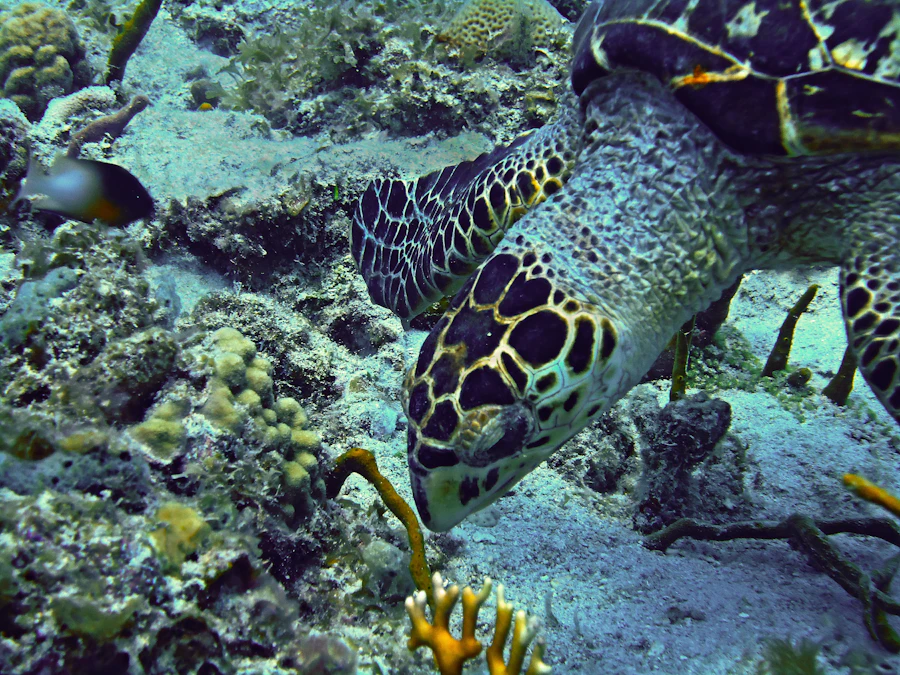 Tortue marine évoluant au-dessus d'un récif corallien