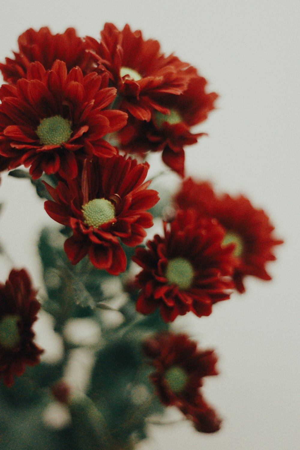 a bunch of red flowers sitting on top of a table
