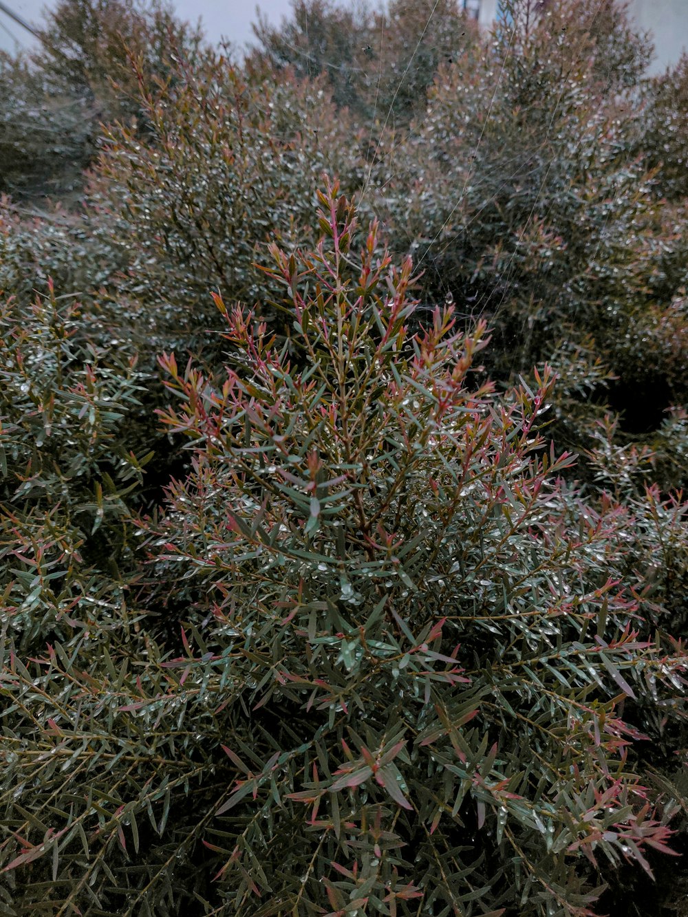 a bush with red and green leaves on it
