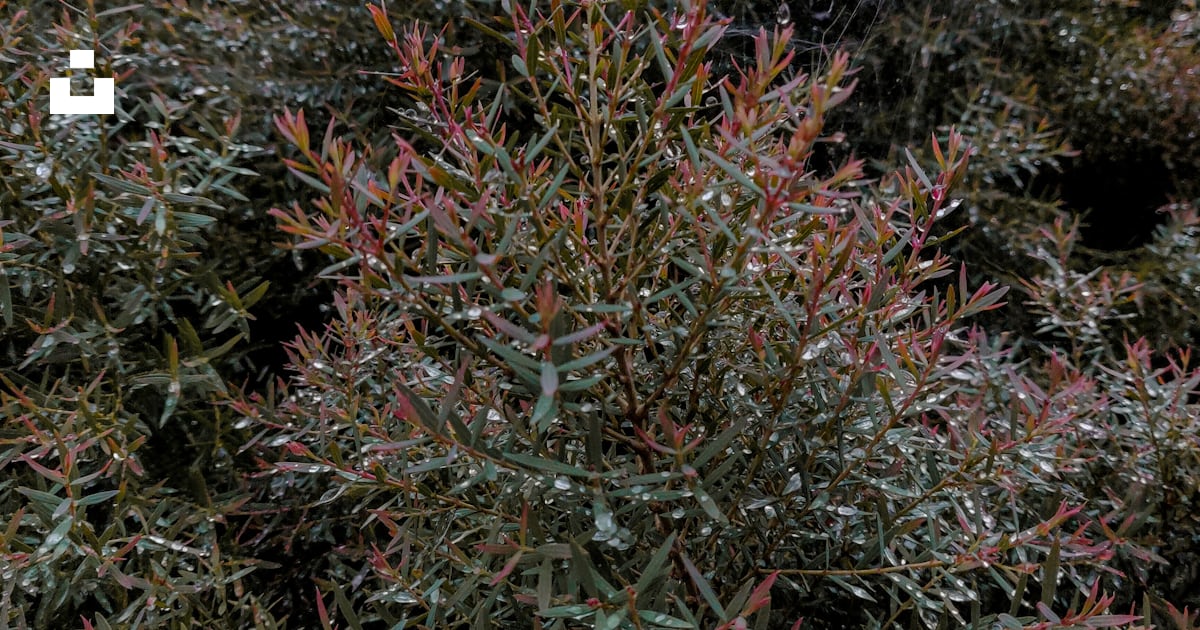Un buisson avec des feuilles rouges et vertes dessus photo – Image ...