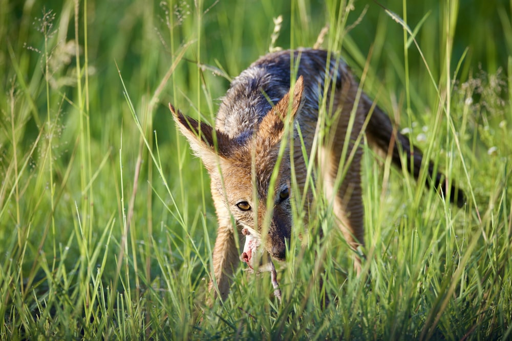 a small animal standing in a lush green field