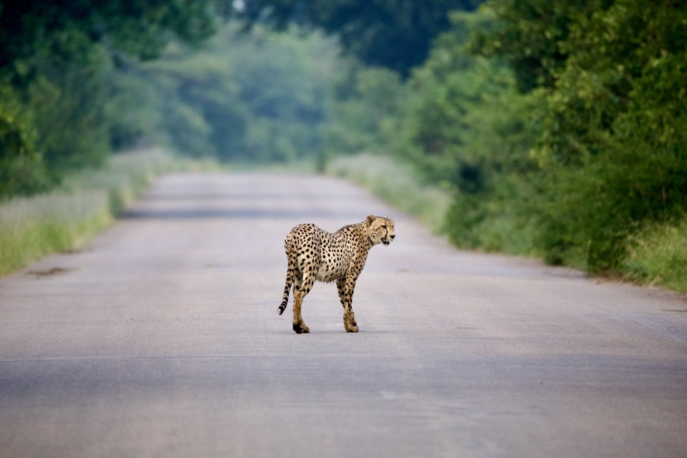 a cheetah standing in the middle of a road