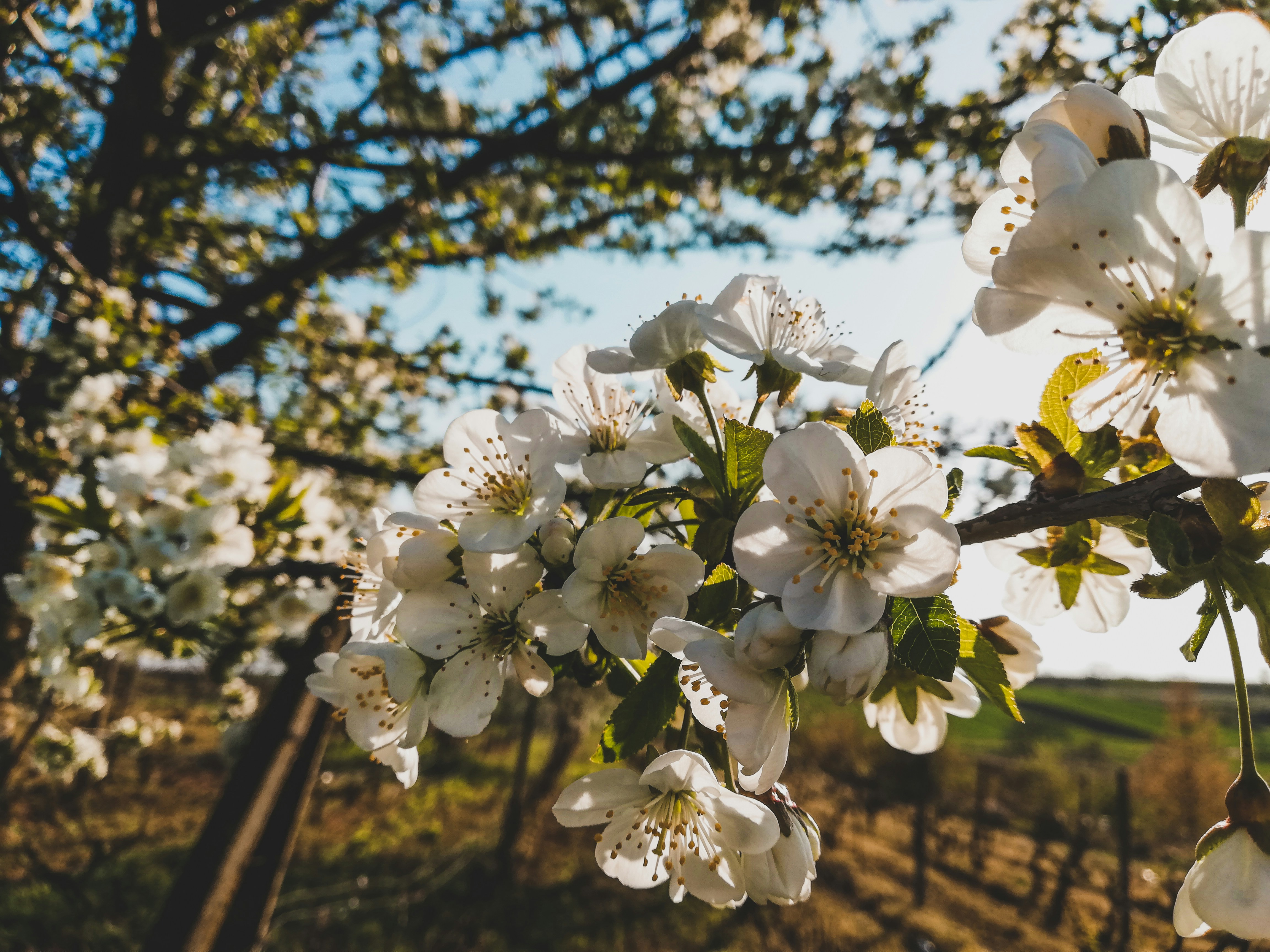 Photo by czapp_arpad