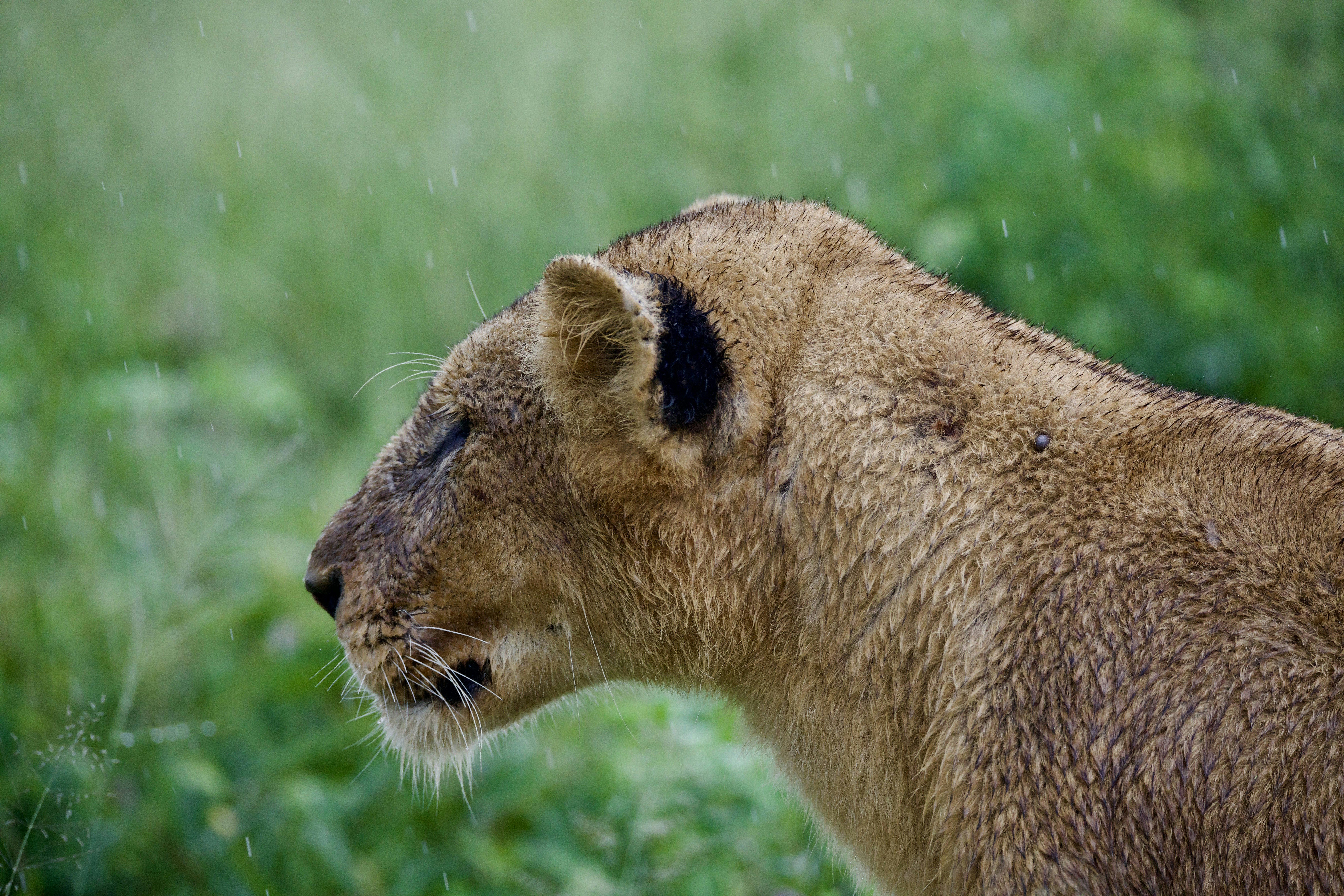 Rain and Wind: Nature’s Erasers of Feline Borders (image credits: unsplash)