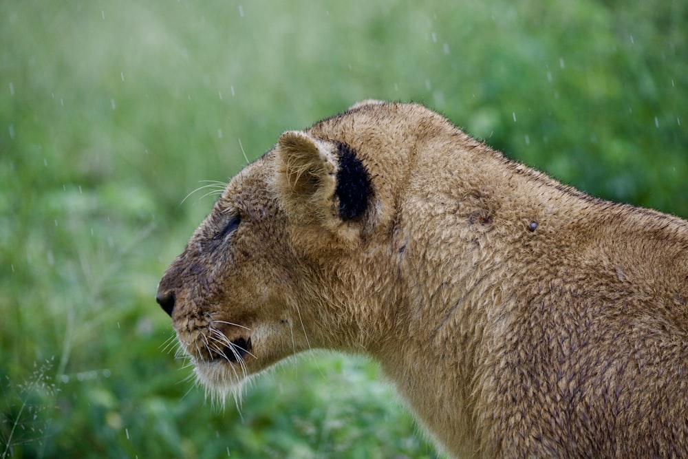 a close up of a lion in a field of grass