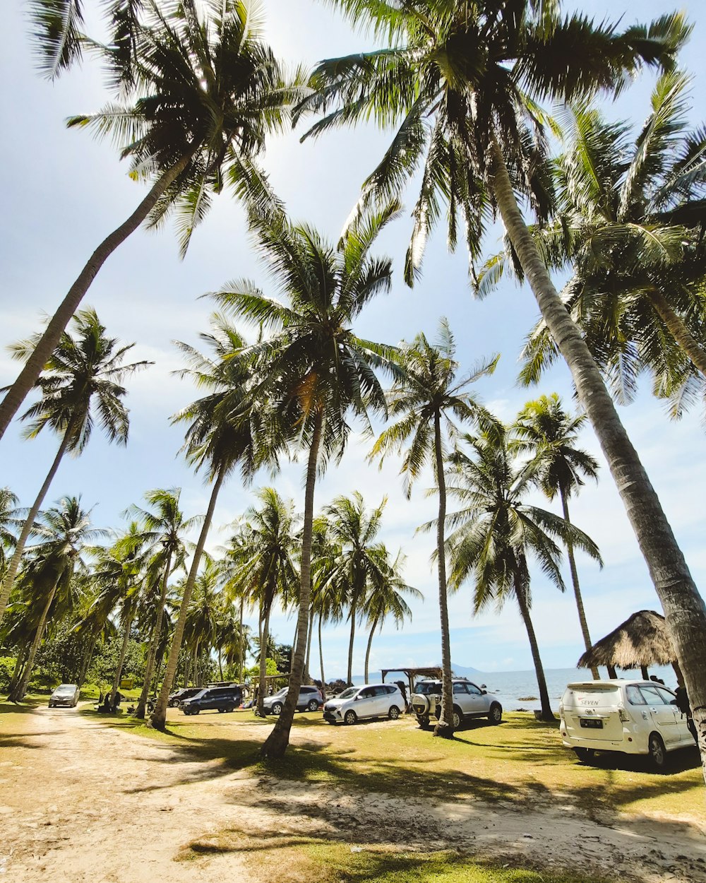 a group of cars parked under palm trees