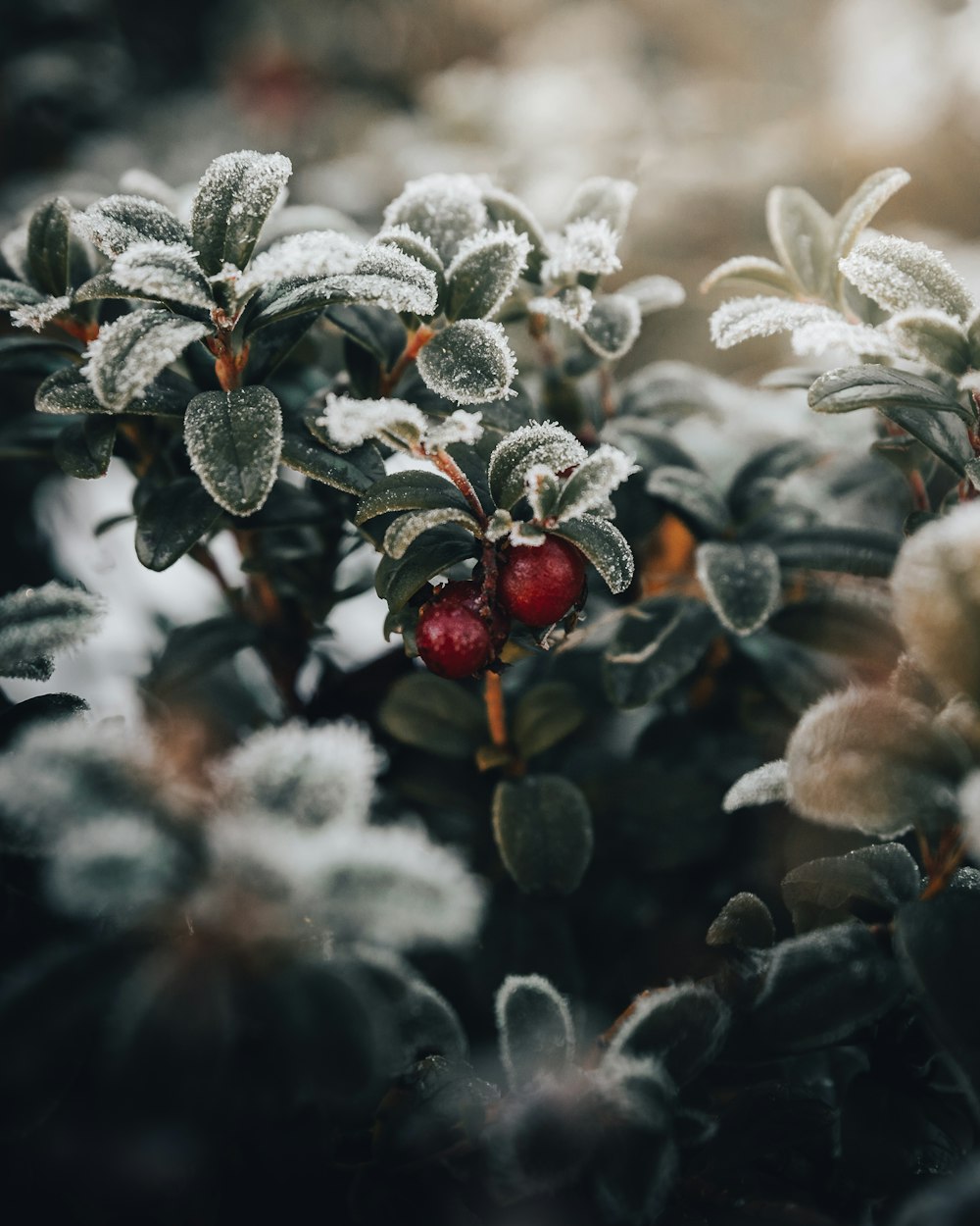 a close up of a plant with frost on it