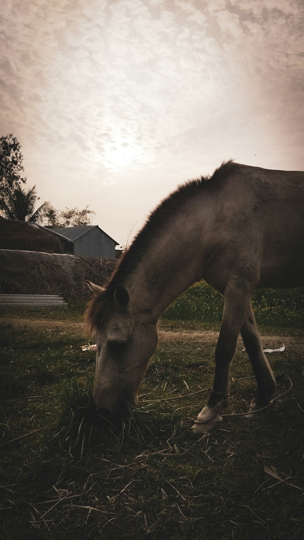 a horse is eating grass in a field