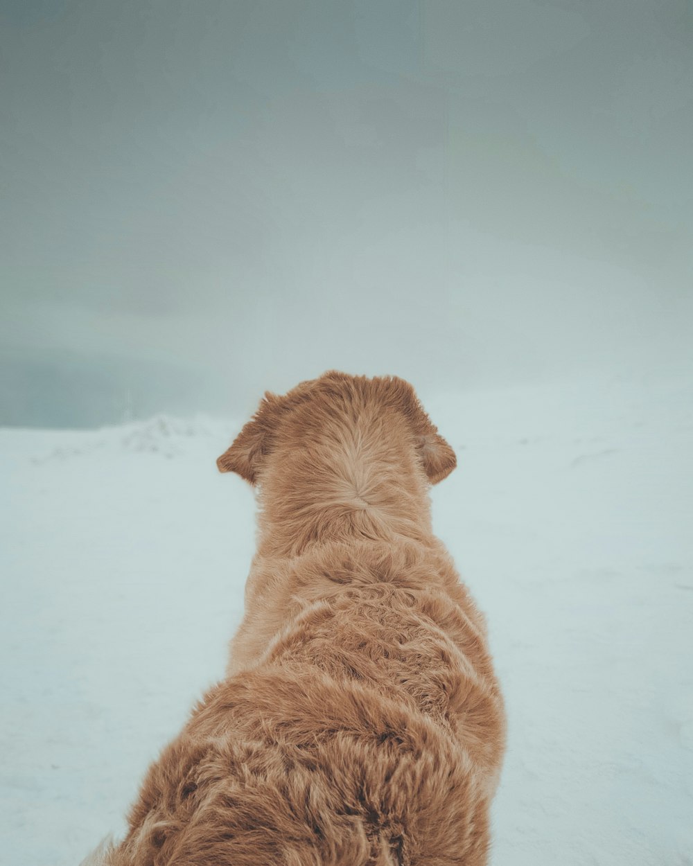 a brown dog standing on top of a snow covered field