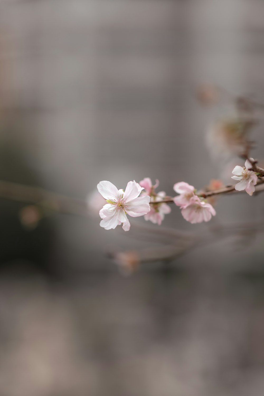 a blurry photo of a branch with pink flowers