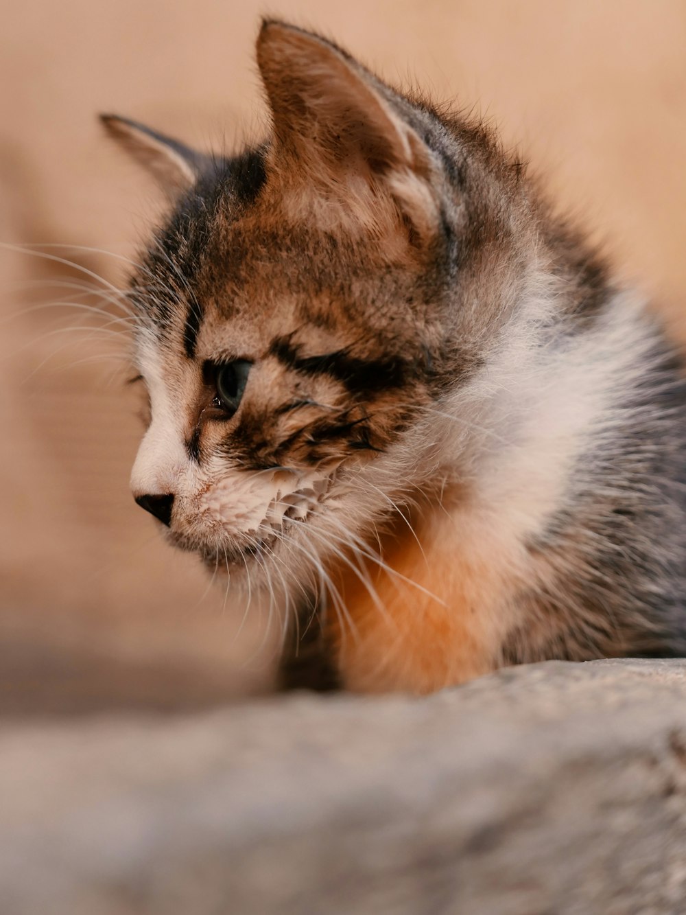 a small kitten sitting on top of a rock