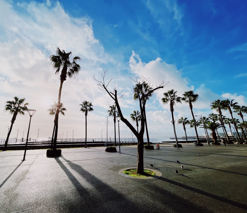 a parking lot with palm trees and a blue sky