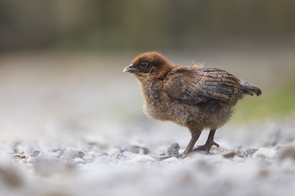 a small bird is standing on the ground