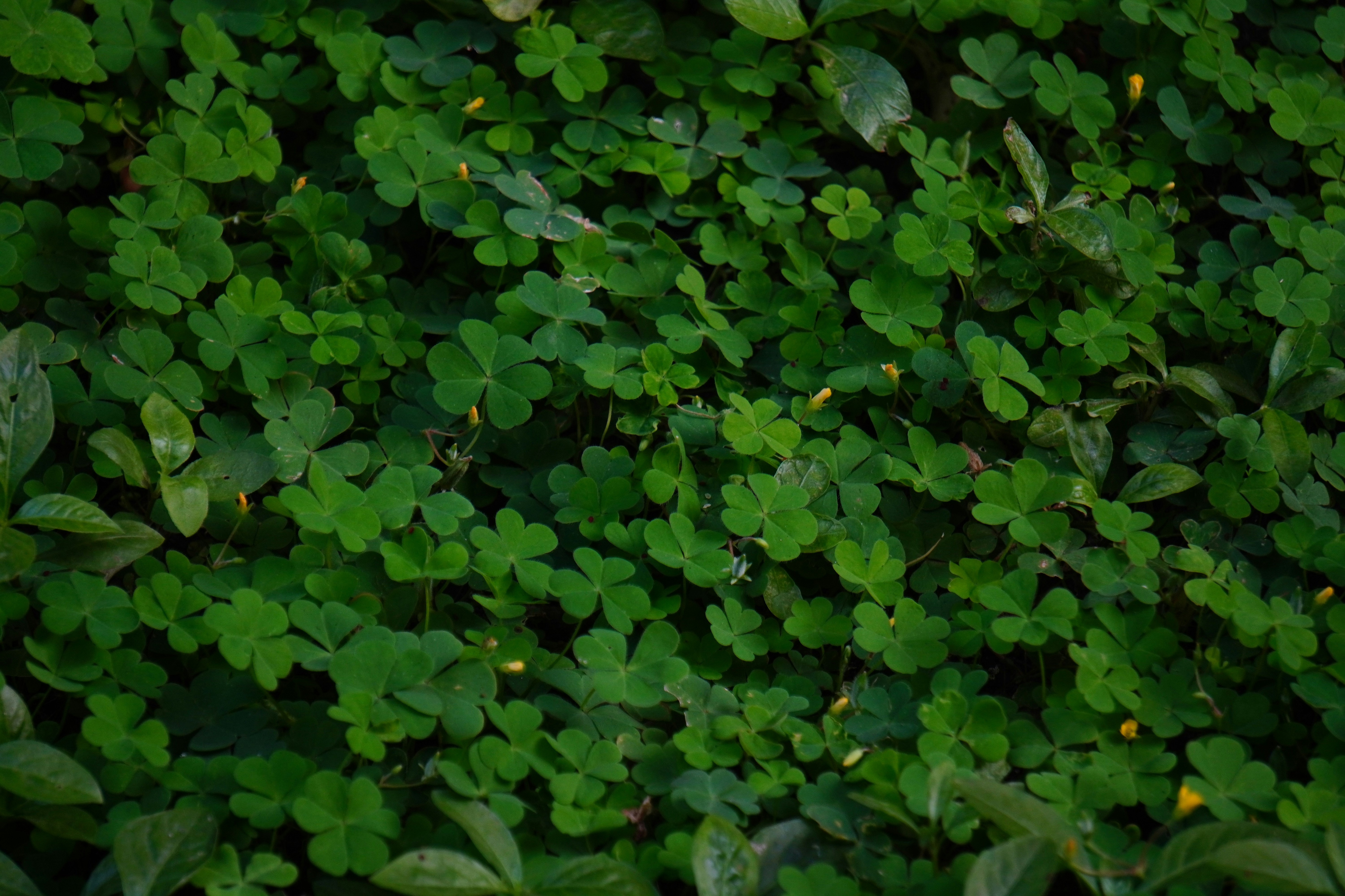 Photo by tanmoysamanta