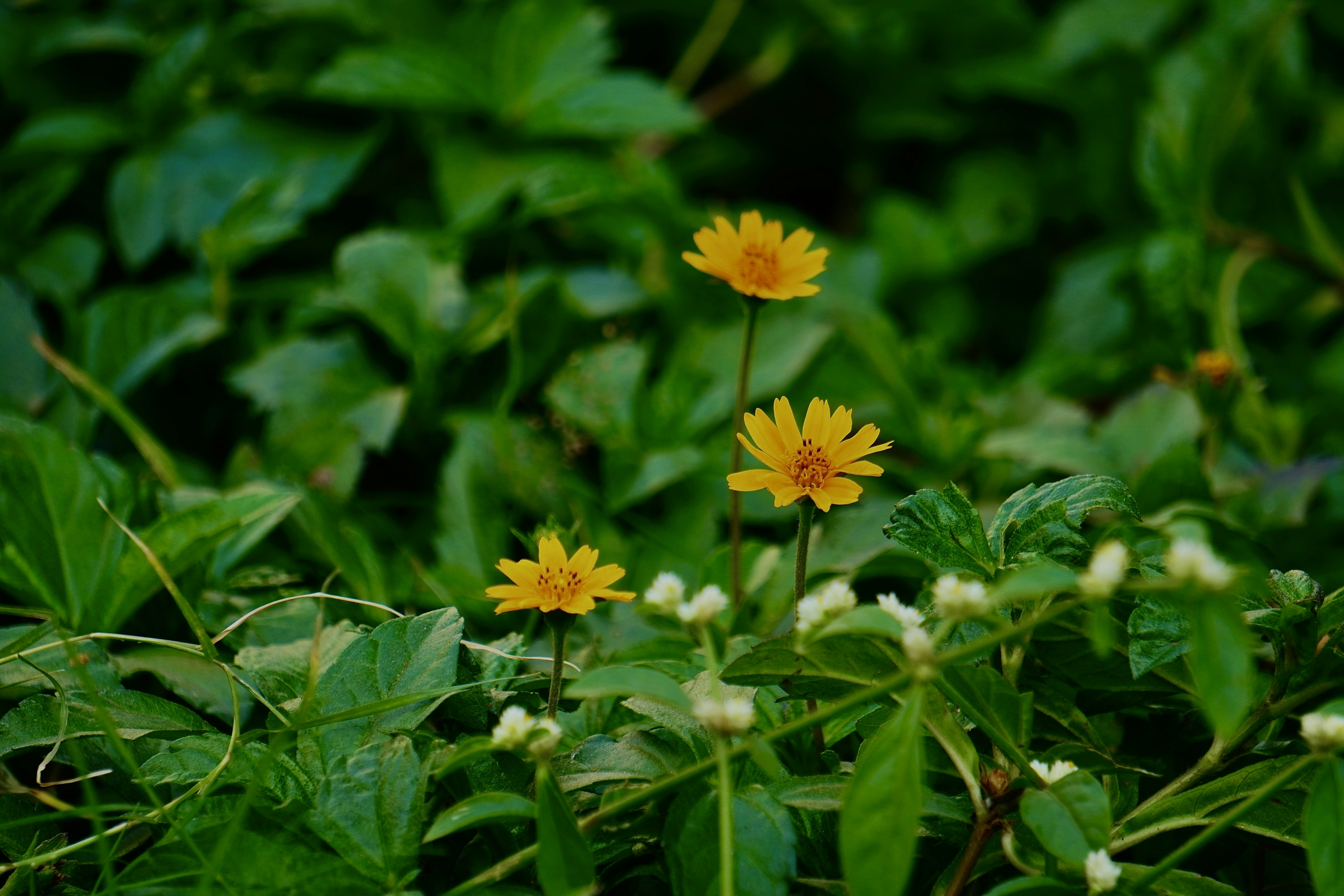 Photo by tanmoysamanta