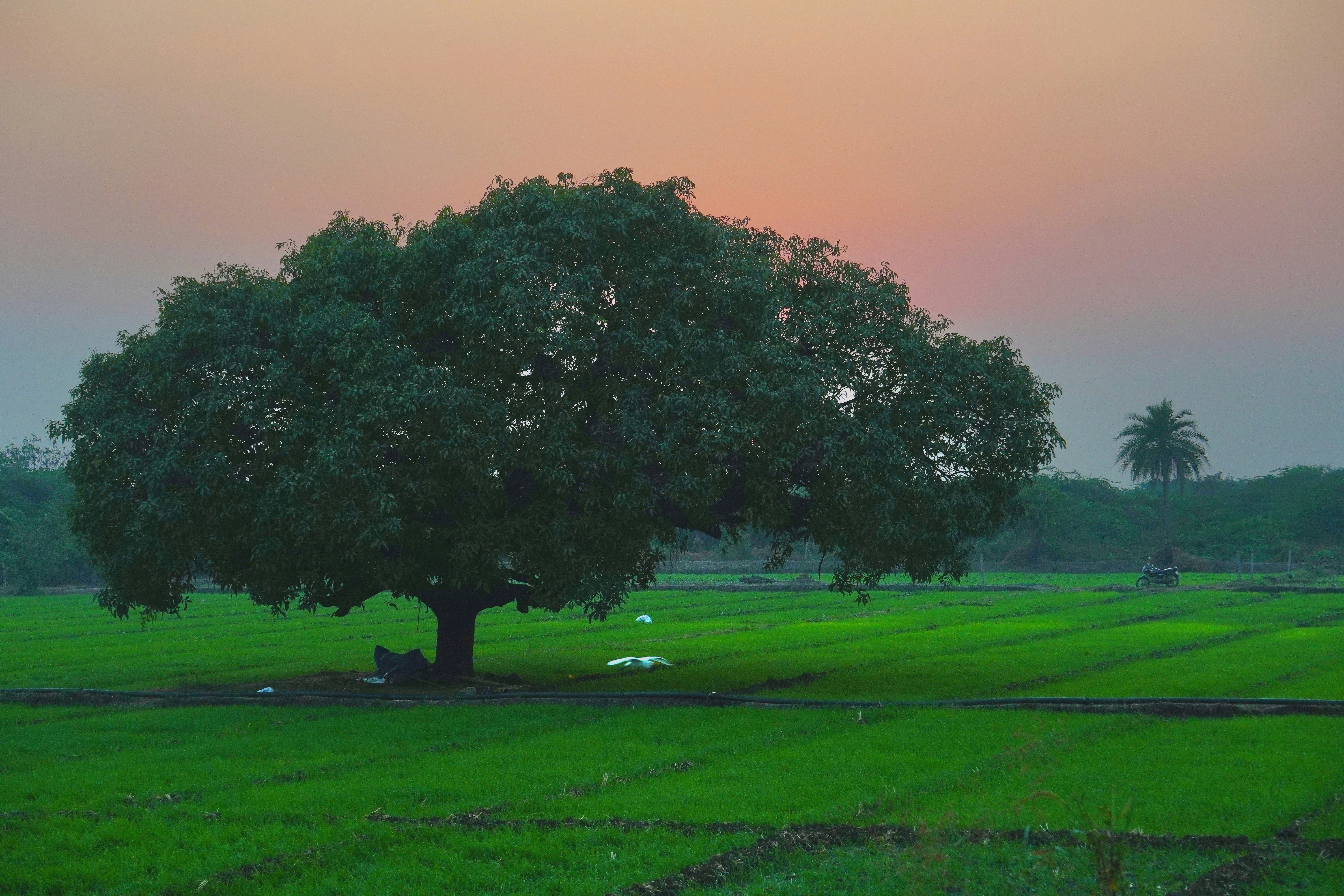 Photo by tanmoysamanta