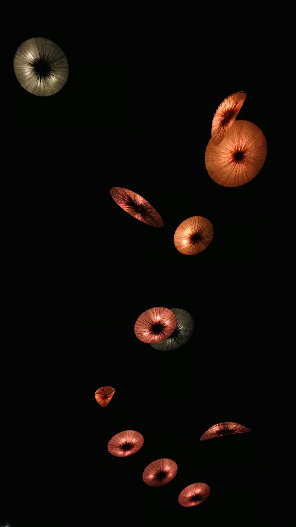 a group of oranges floating in the air
