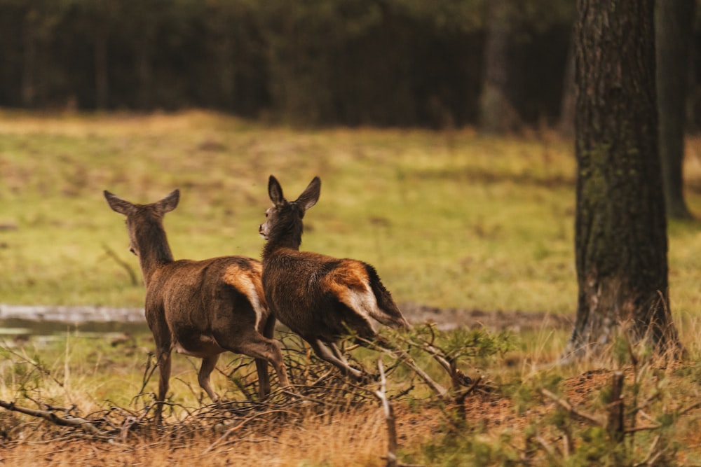 two deer standing next to each other in a forest