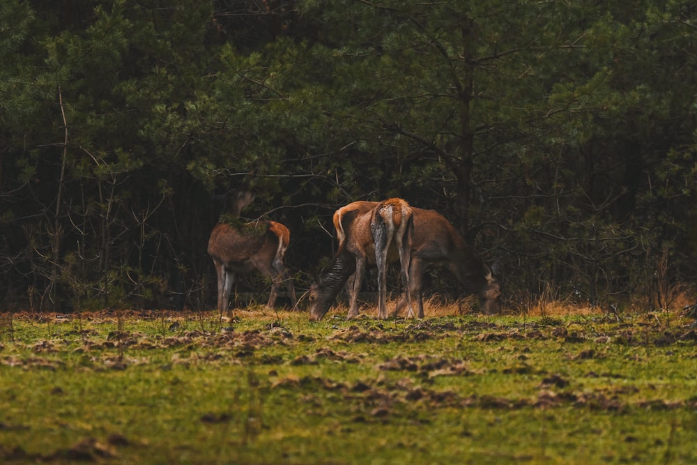 a couple of deer standing on top of a lush green field