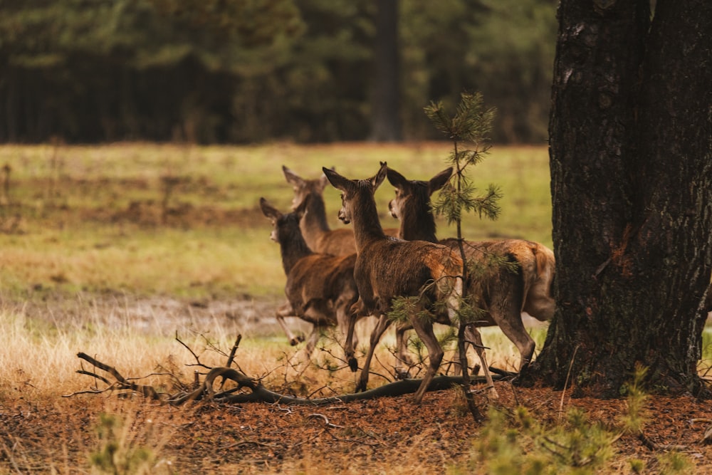 a group of deer standing next to a tree