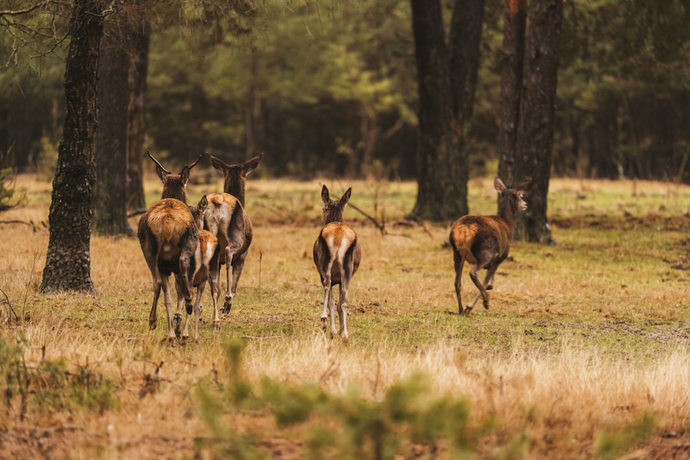 a herd of deer walking through a forest