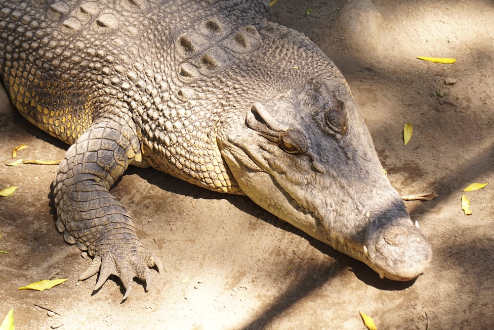 a large alligator laying on top of a sandy ground