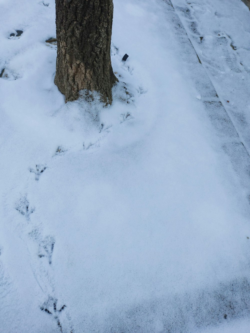 a snow covered sidewalk next to a tree